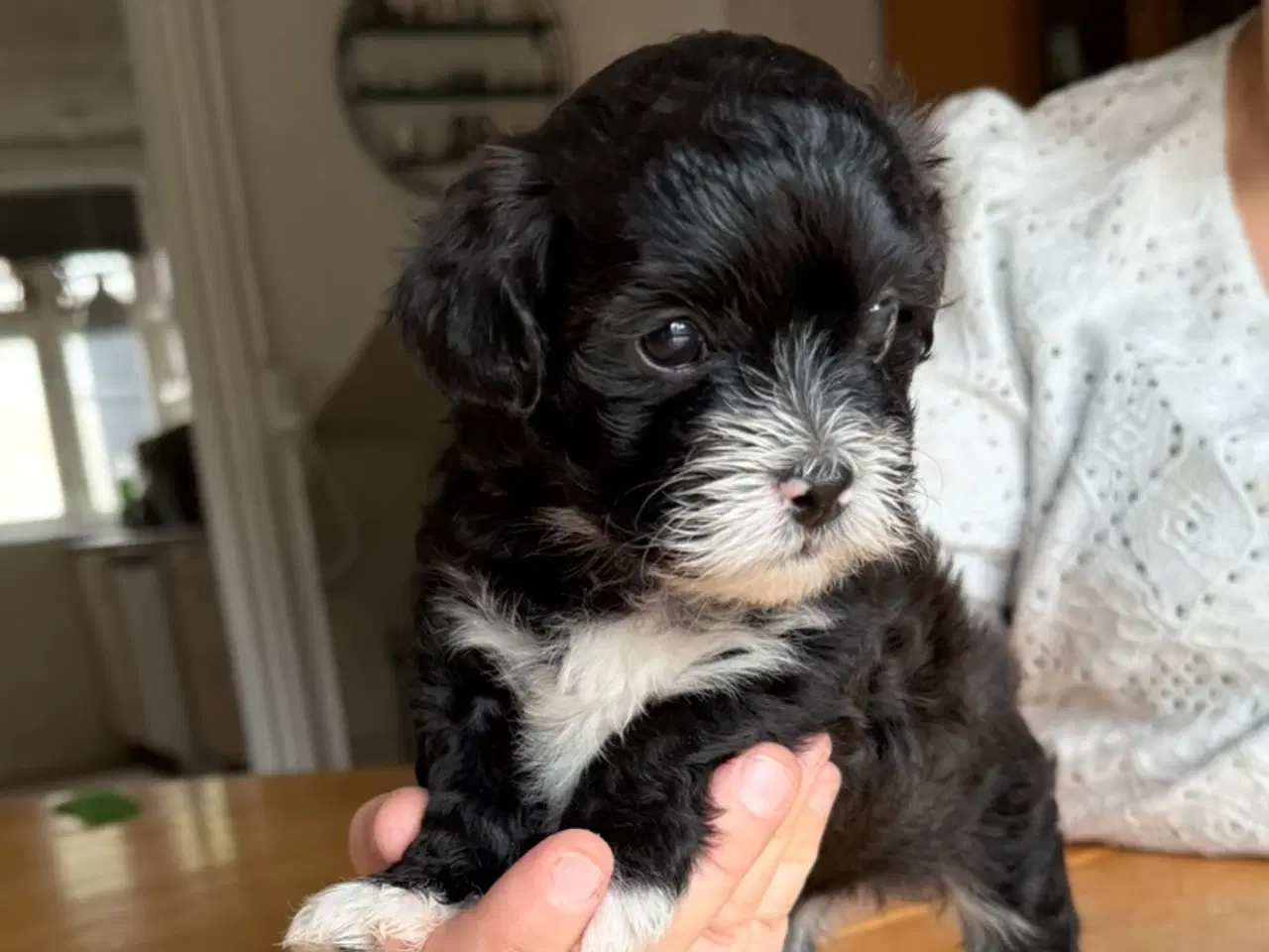 Billede 2 - Ægte bichon  havanais.