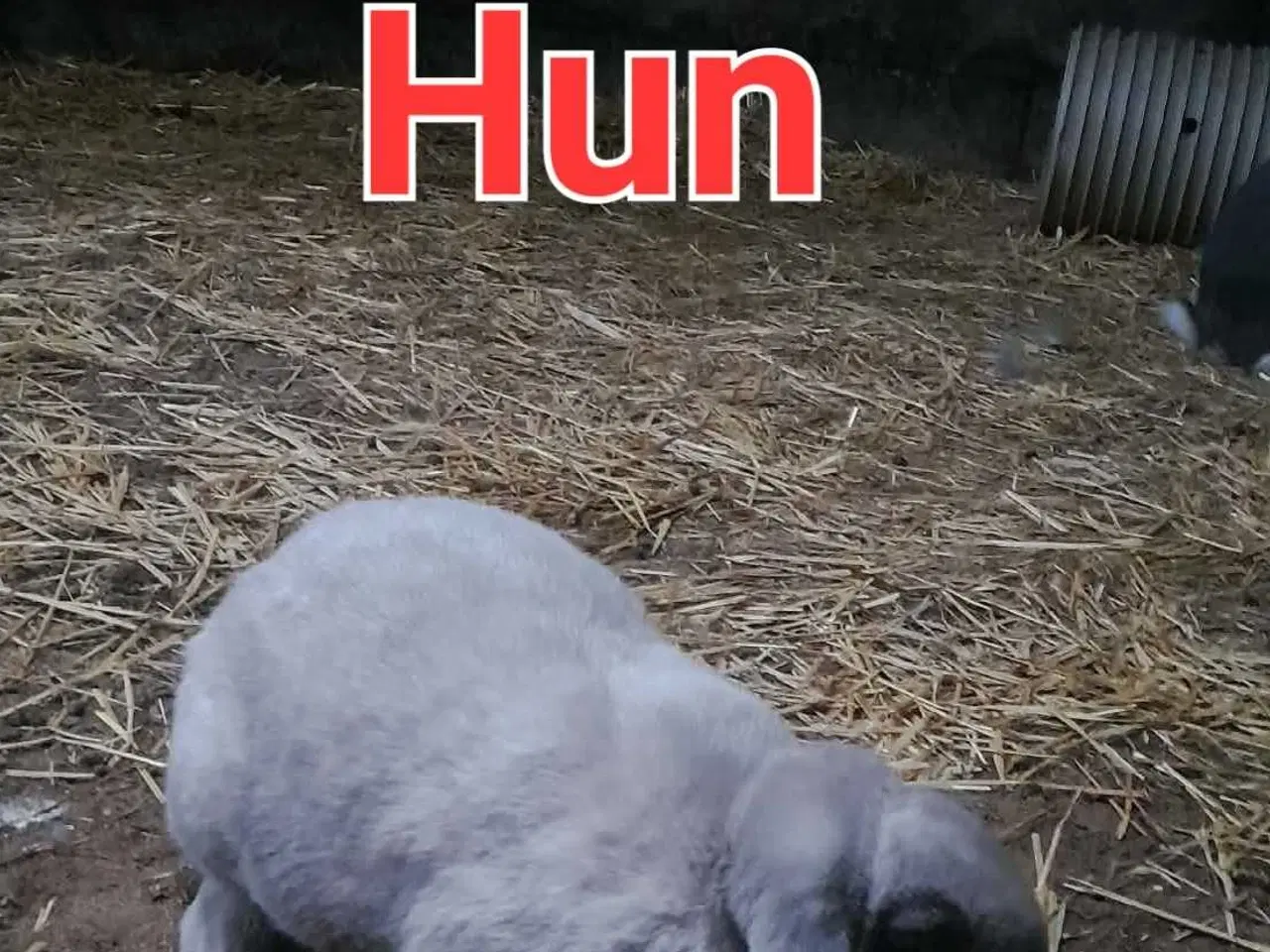 Billede 3 - Kaniner hvidland/California og ren Fransk vædder