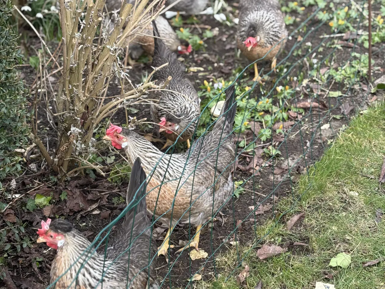 Billede 4 - Cream legbar Høns