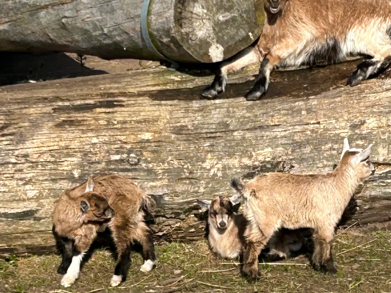 Billede 2 - Bukkekid fra foråret