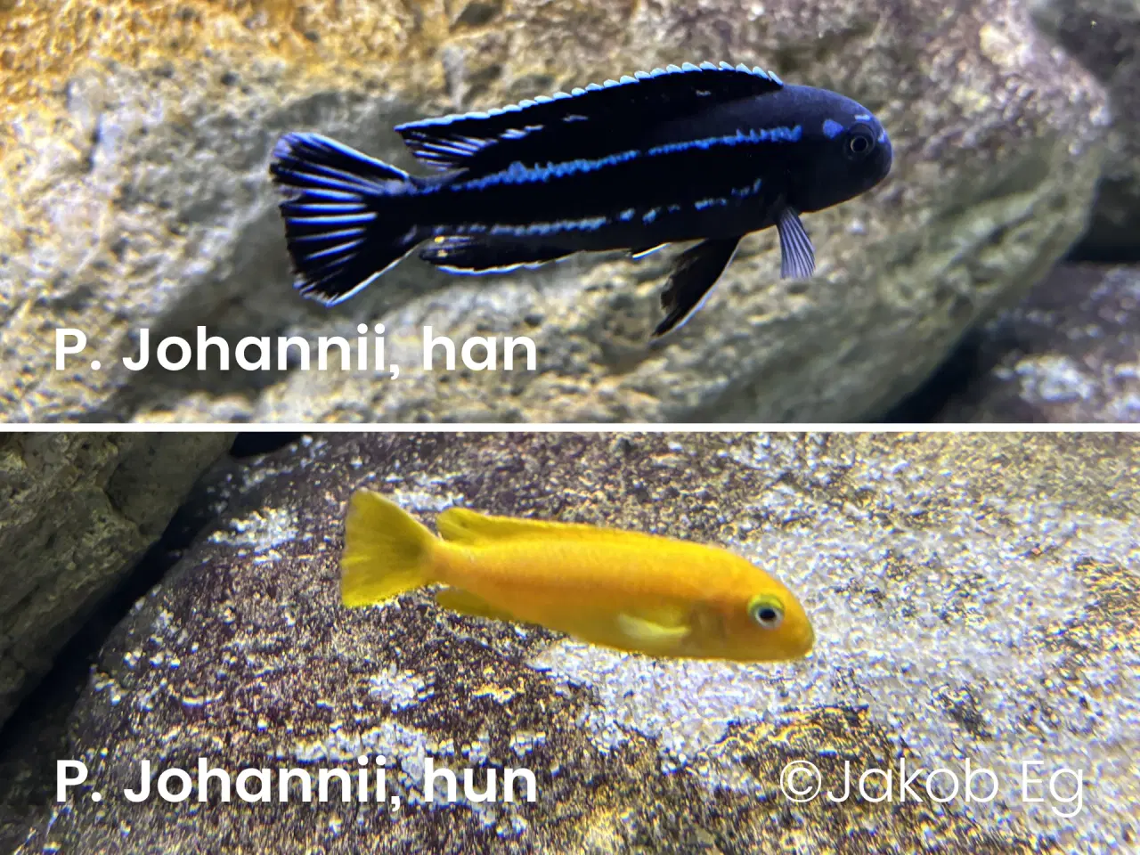 Billede 5 - Malawicichlider: Yngel af 11 forskellige arter