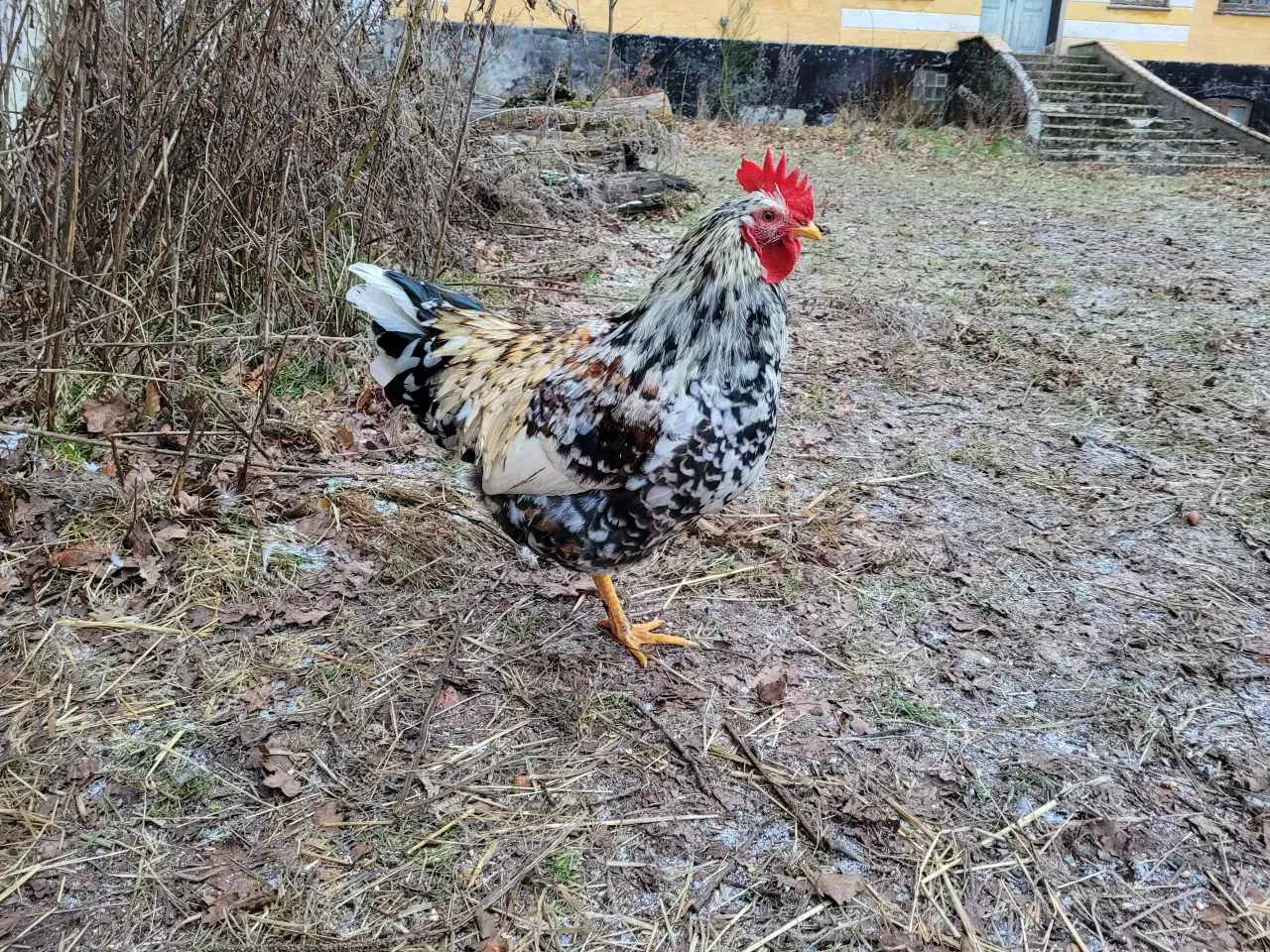 Billede 2 - Tre søde og nysgerrige blomsterhaner sælges