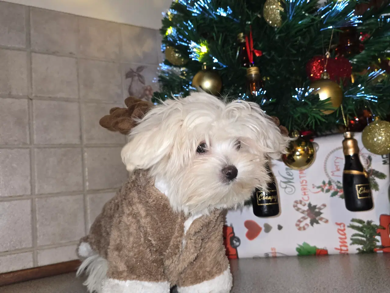 Billede 8 - Malteser hvalpe søger nye hjem ❤️