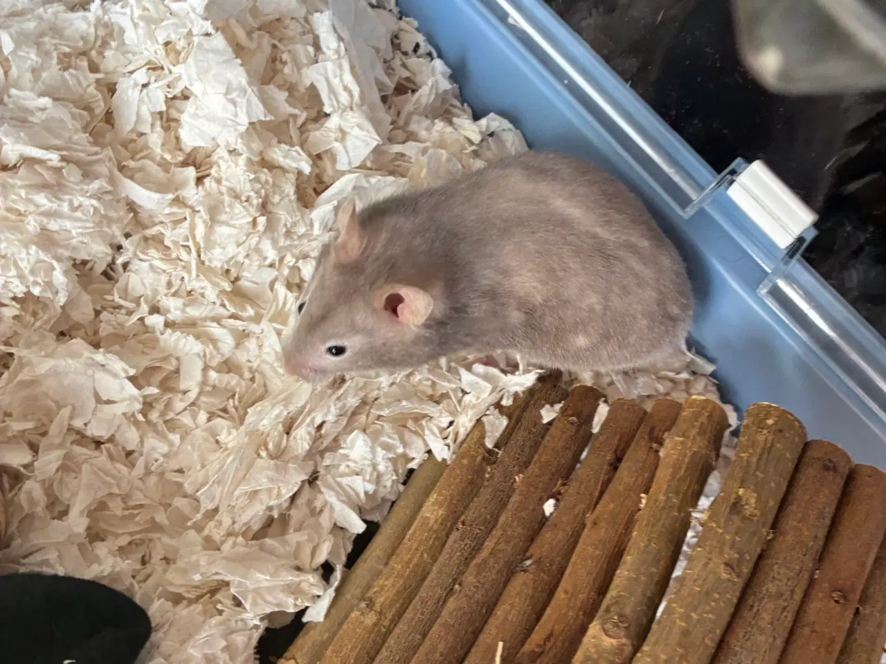 Billede 1 - Guldhamster gives væk