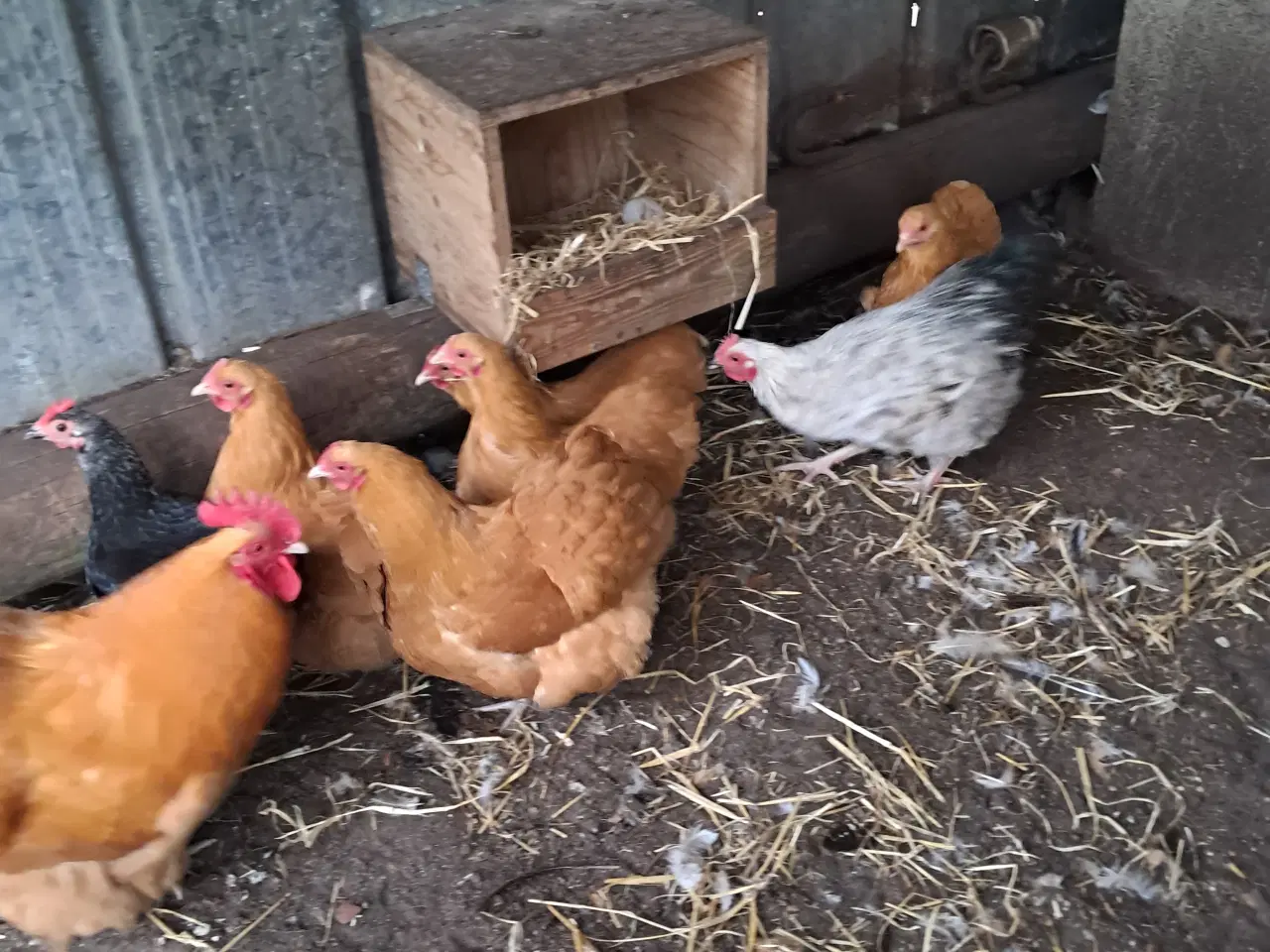 Billede 6 - Dværg orpington