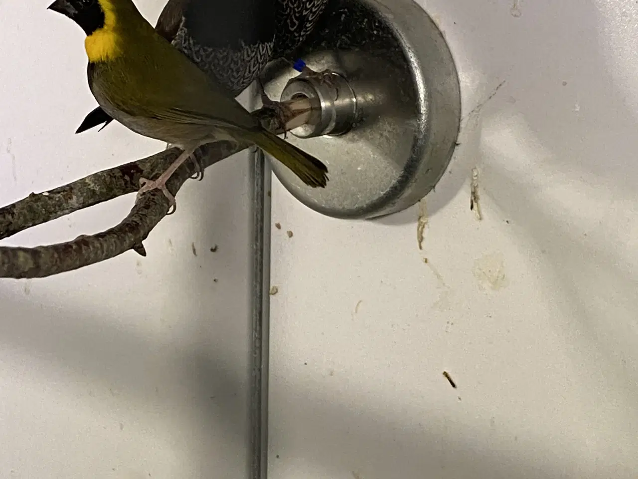 Billede 7 - Div finker