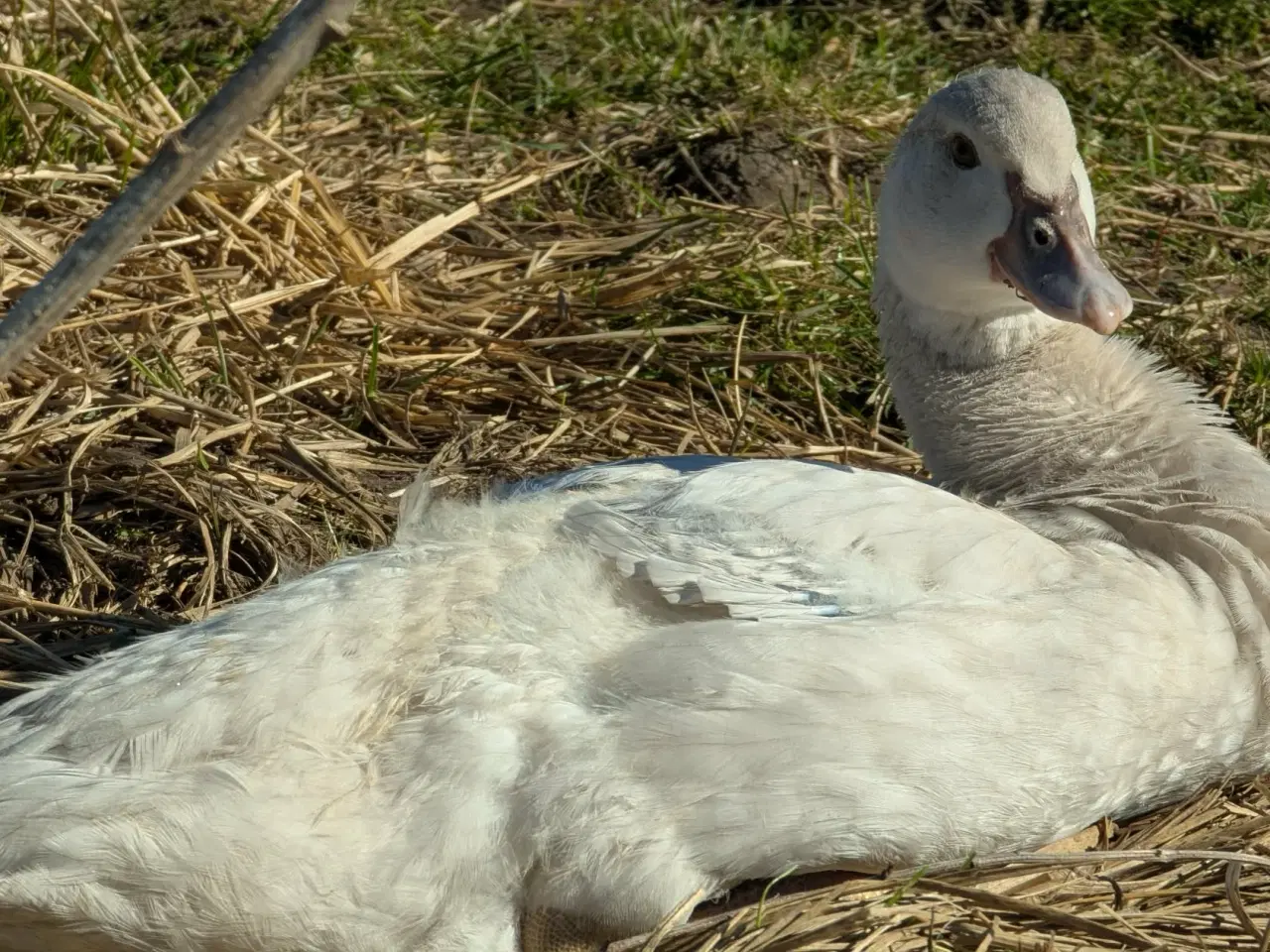 Billede 1 - Moskusænder ællinger tillidsfulde