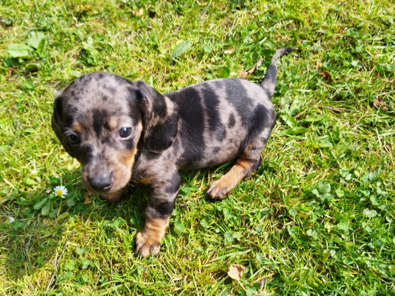 Billede 2 - Gravhunde hvalpe flotte farver