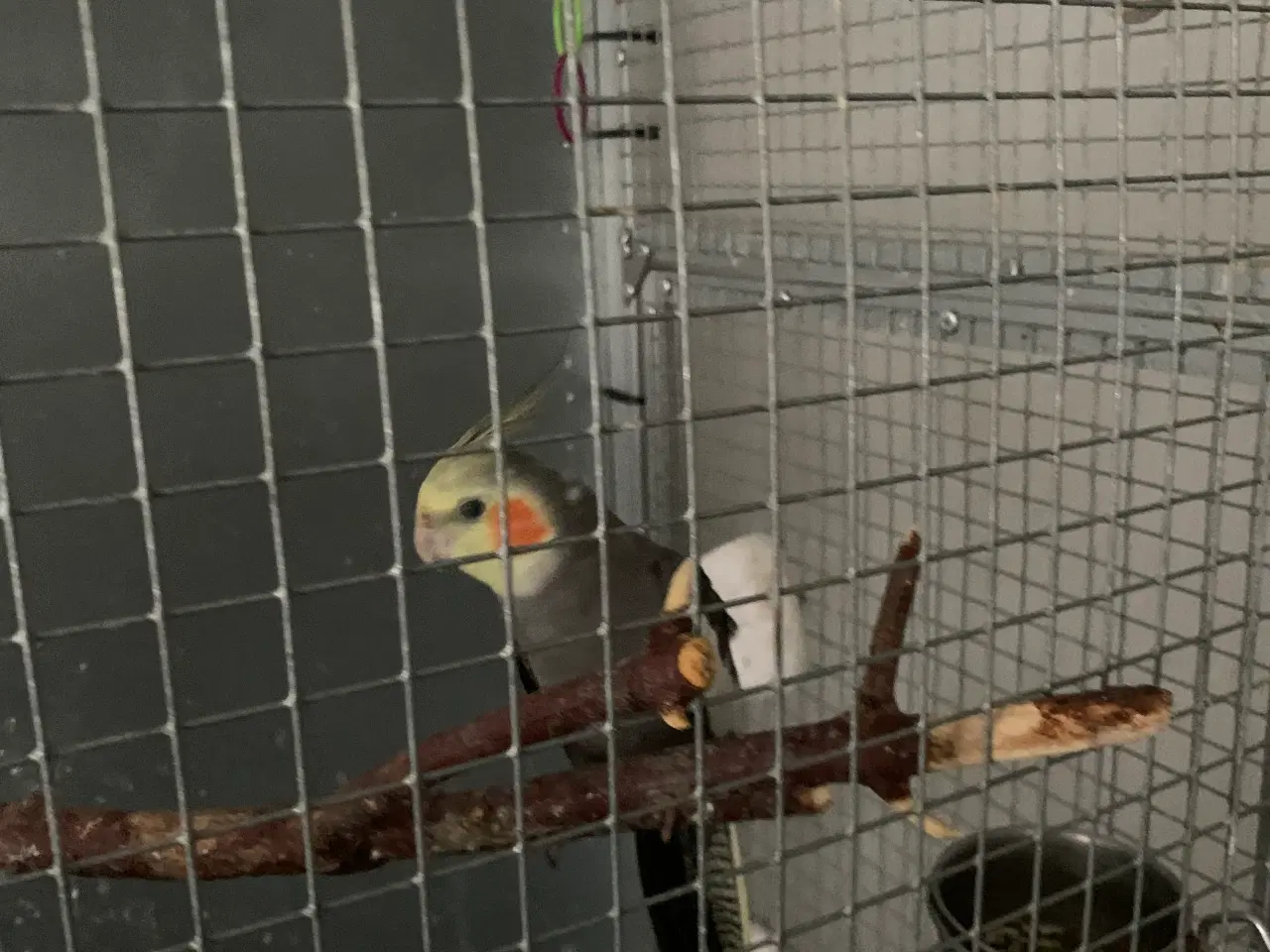 Billede 1 - Nymfeparakit til salg