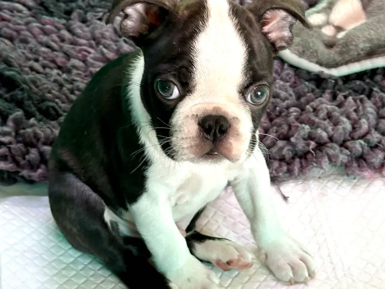 Billede 4 - 🌟 Boston Terrier hvalpe – DKK – Rejseklare