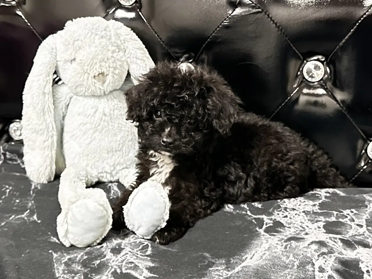 Billede 19 - Cavapoo F2B