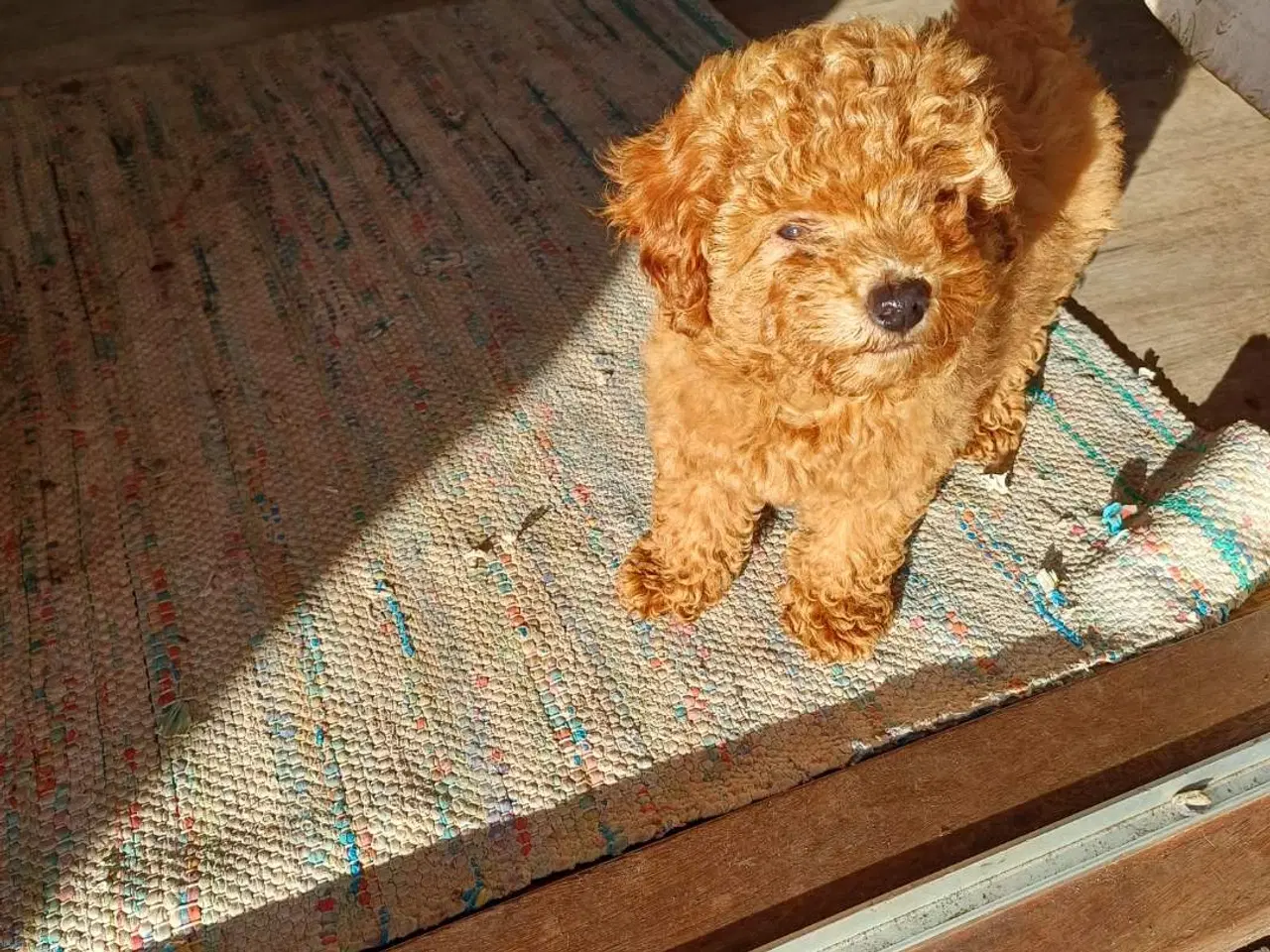 Billede 4 - Puddel/ Maltipoo pige sælges 