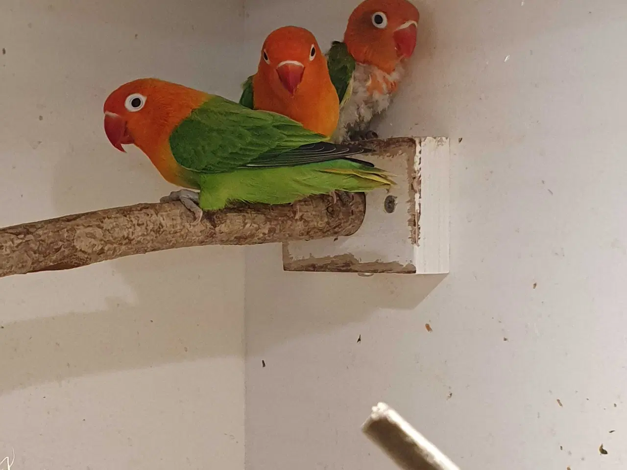 Billede 3 - Dværgpapegøje Grøn Opaline 