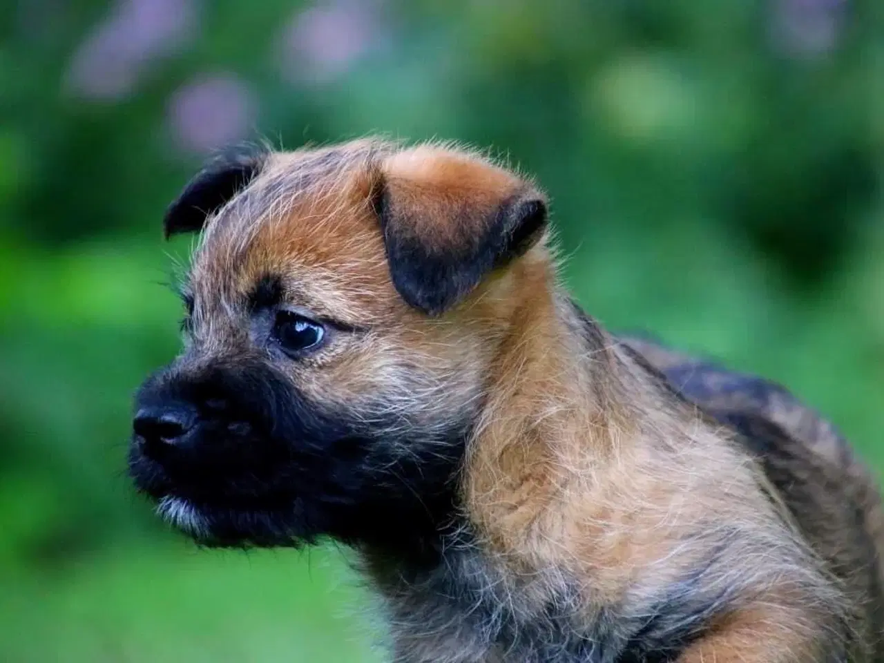 Billede 4 - Cairn terrier hvalpe, ægte uden stambog