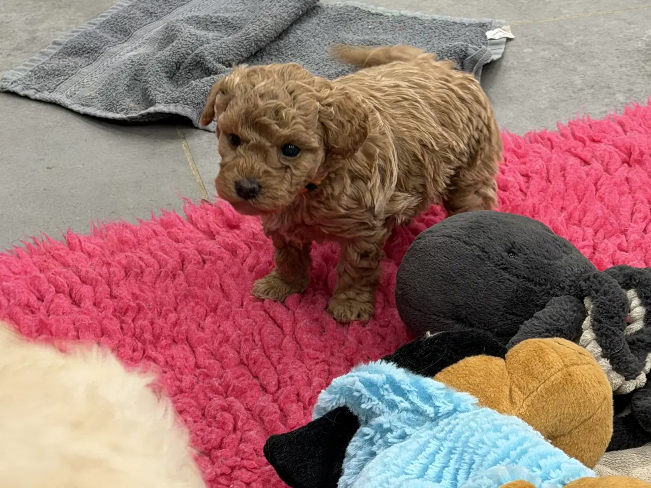 Billede 3 - 🐶✨ 1 skønne Havapoo piger søger deres for-altid-h