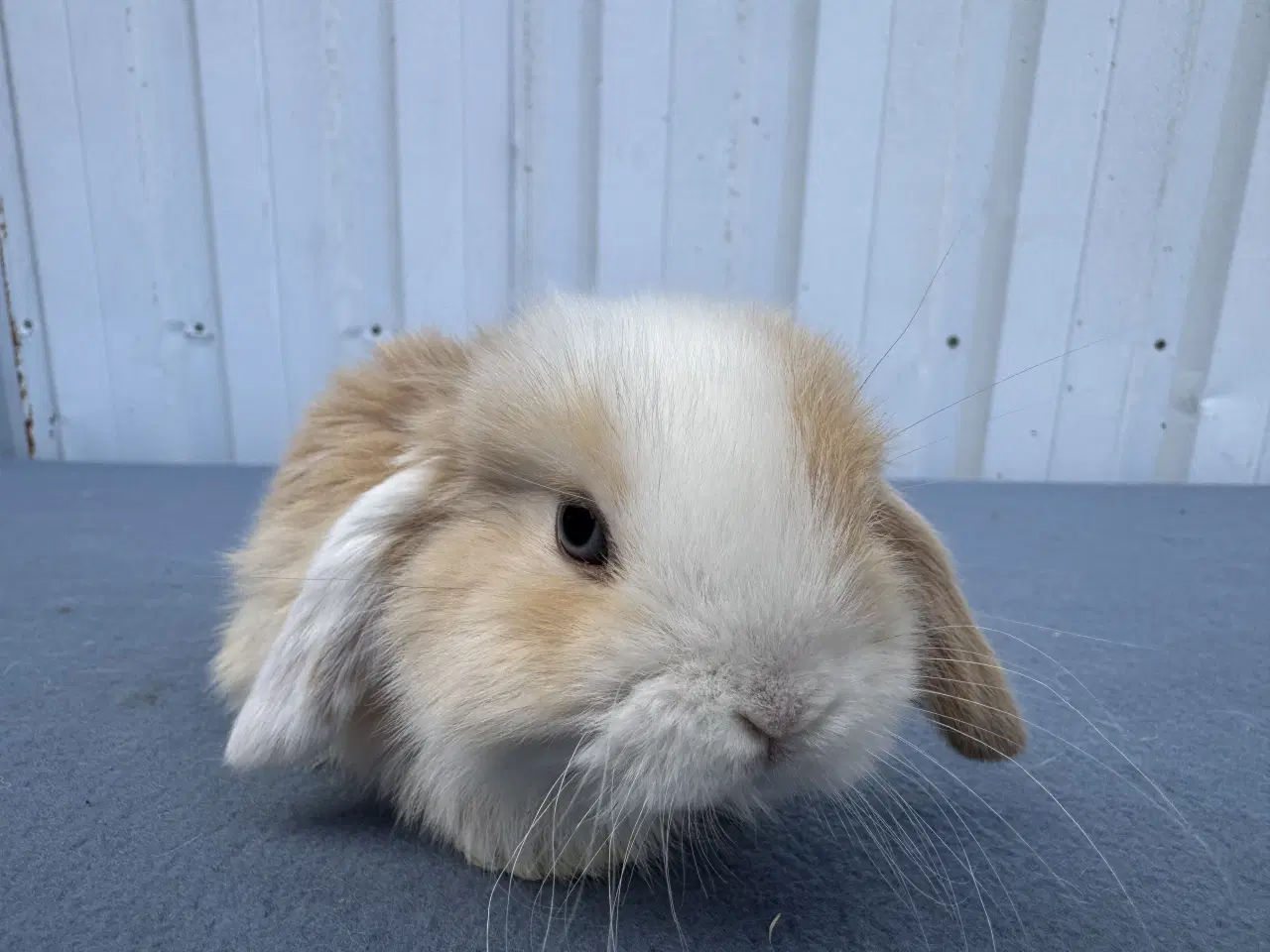 Billede 6 - Dværgvædder/Mini lop hankanin