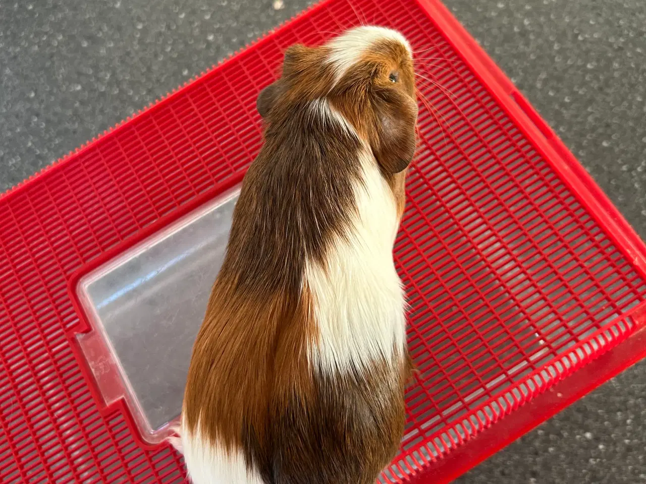 Billede 3 - Marsvin unge sælges