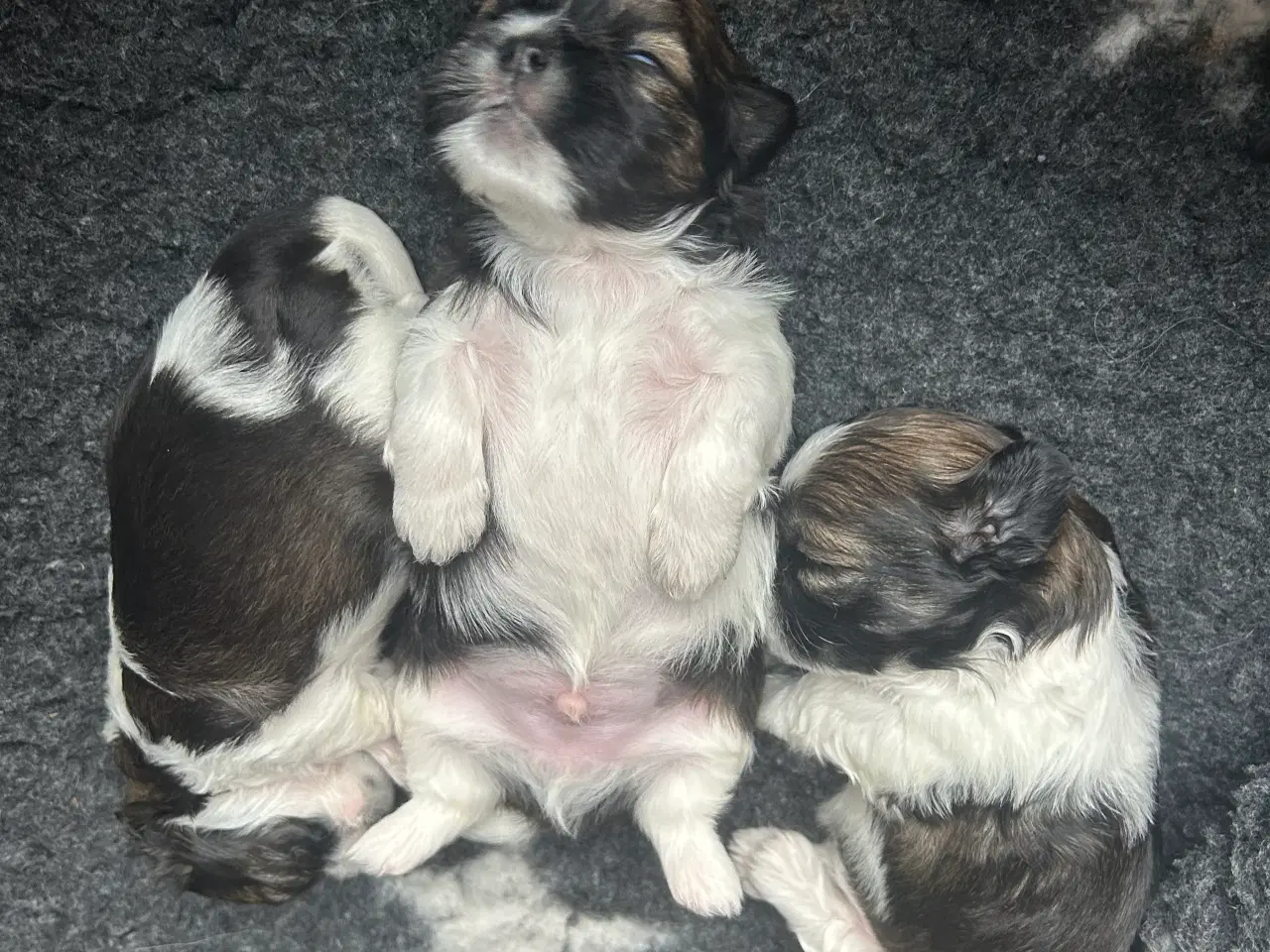 Billede 3 - Shih tzu hvalpe 