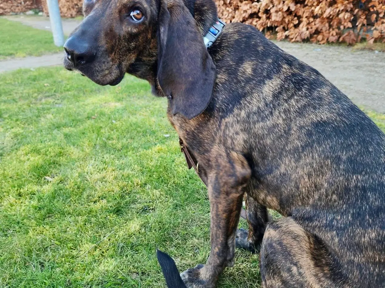 Billede 3 - Dejlige, finurlige Rollo søger ait ønskehjem 🏡💝