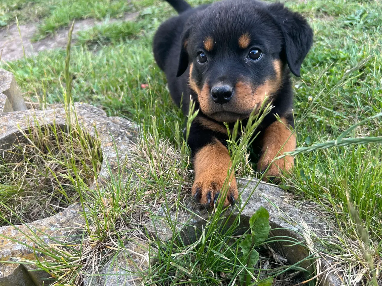Billede 6 - Rottweiler hvalpe 