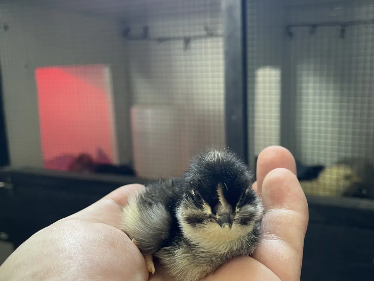 Billede 10 - Varmekrævende Kyllinger