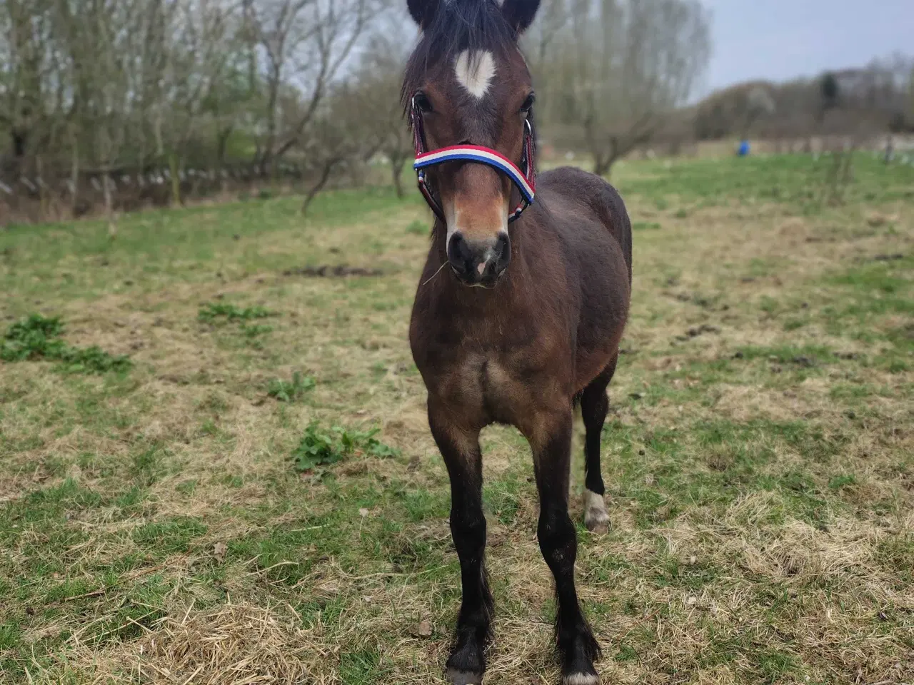 Billede 2 - Søger Billig selvskabs Hest/ Pony