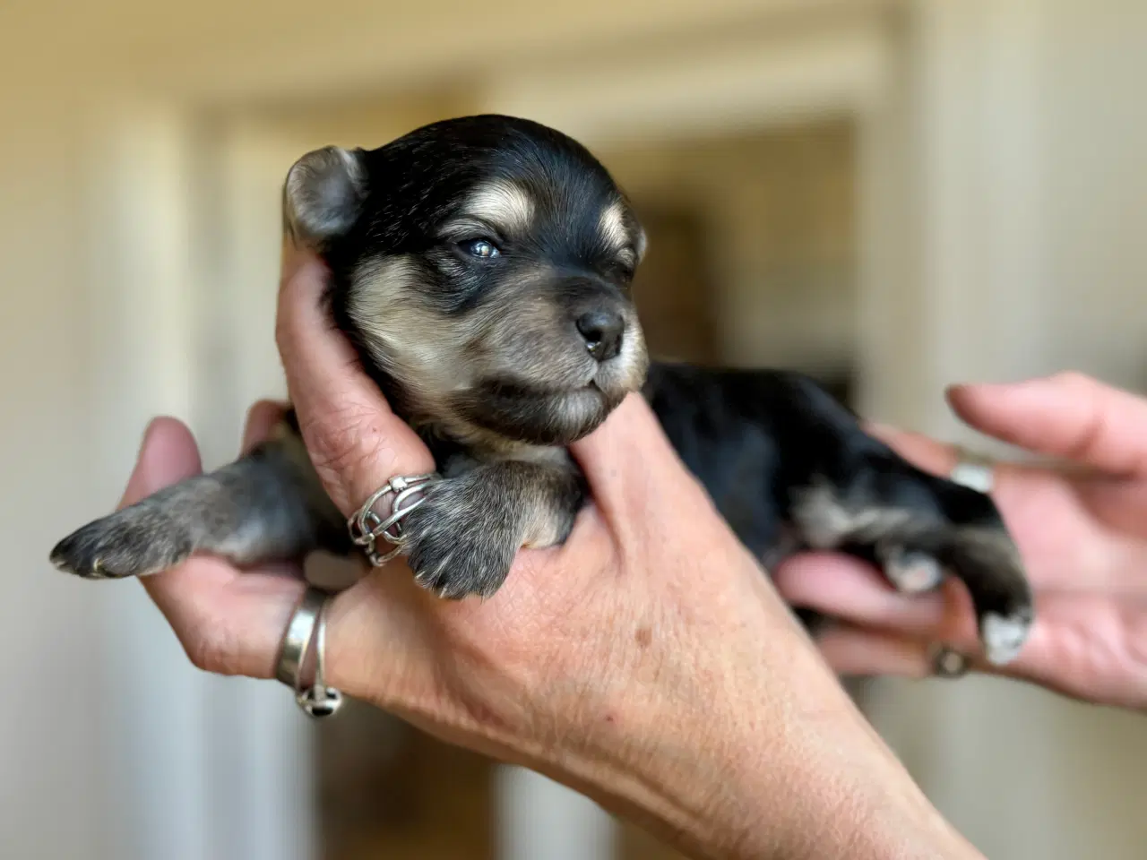 Billede 2 - Maltipoo hvalpe, fra røntgen undersøgte forældre