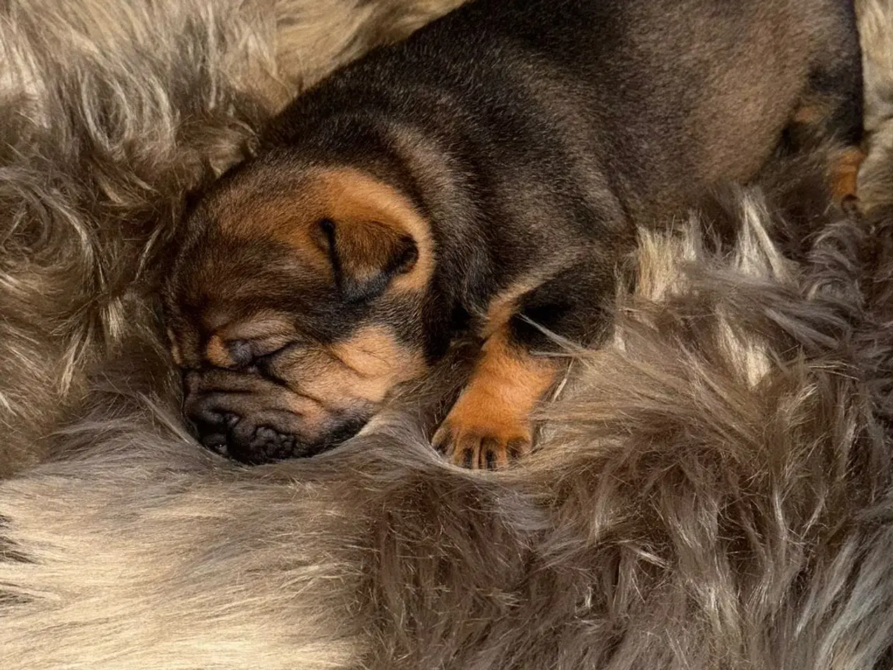 Billede 1 - Smukke Old English Bulldog Mix Hvalpe til salg! 🐾
