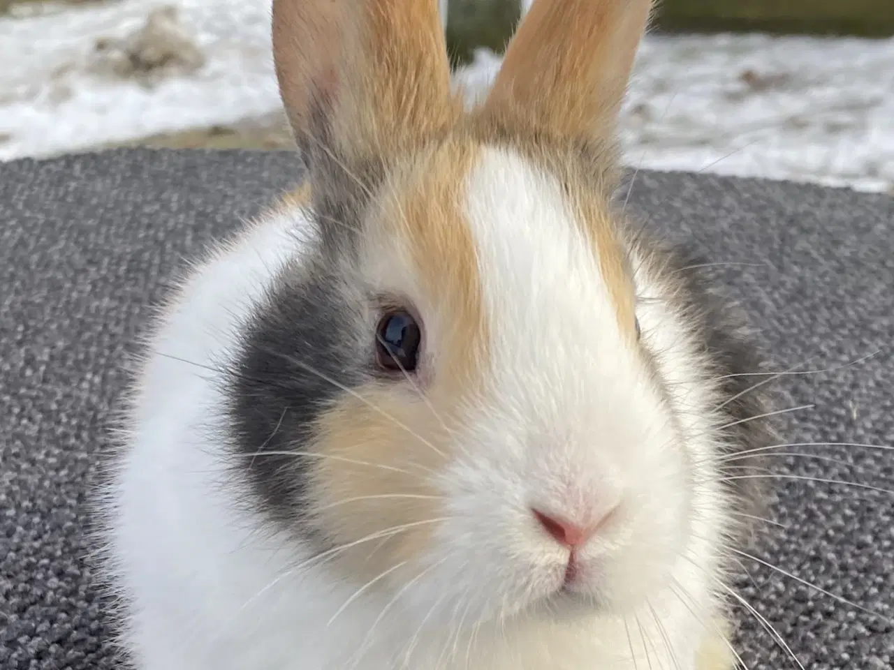 Billede 1 - HOLLÆNDER HUN JAPANER SORT/ GUL