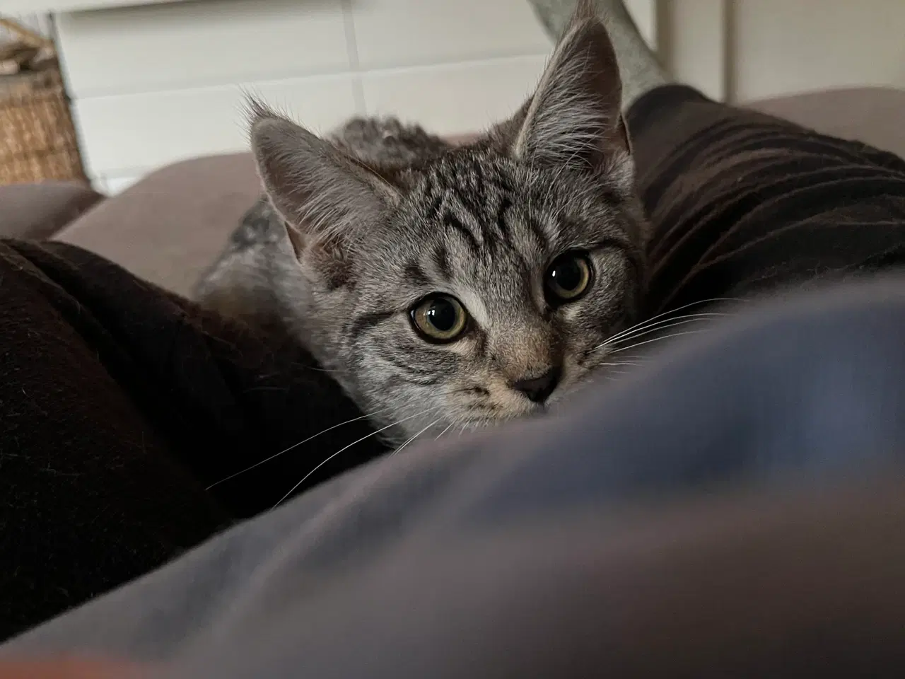 Billede 14 - Maine Coon blandning 