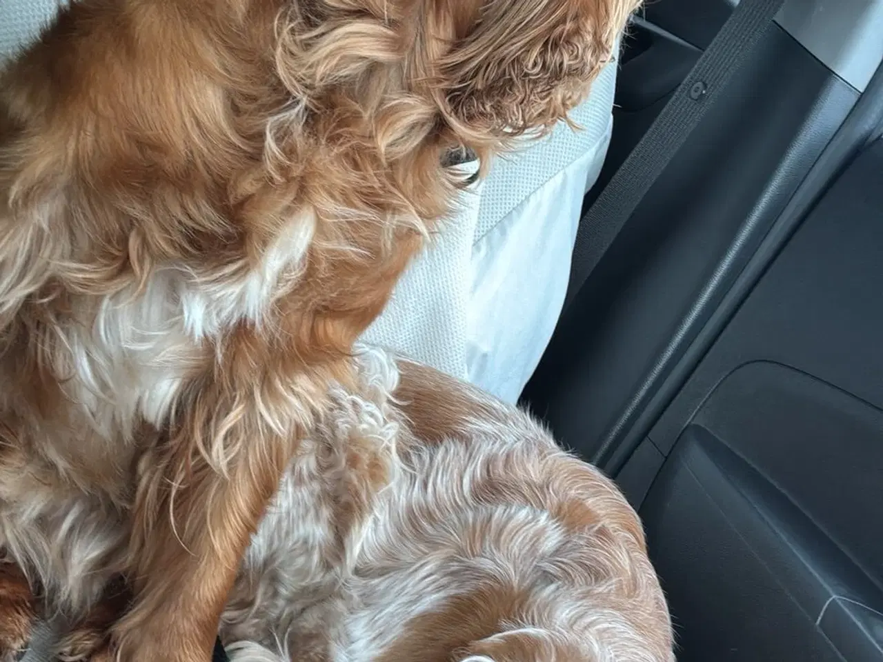 Billede 10 - Til parring - IKKE salg 