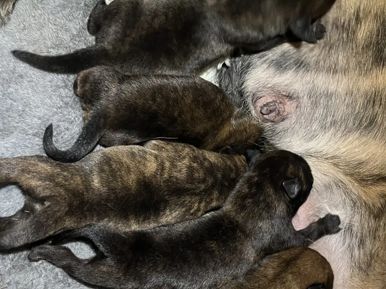 Billede 10 - Race: blanding malinois x staffordshire x Akita 