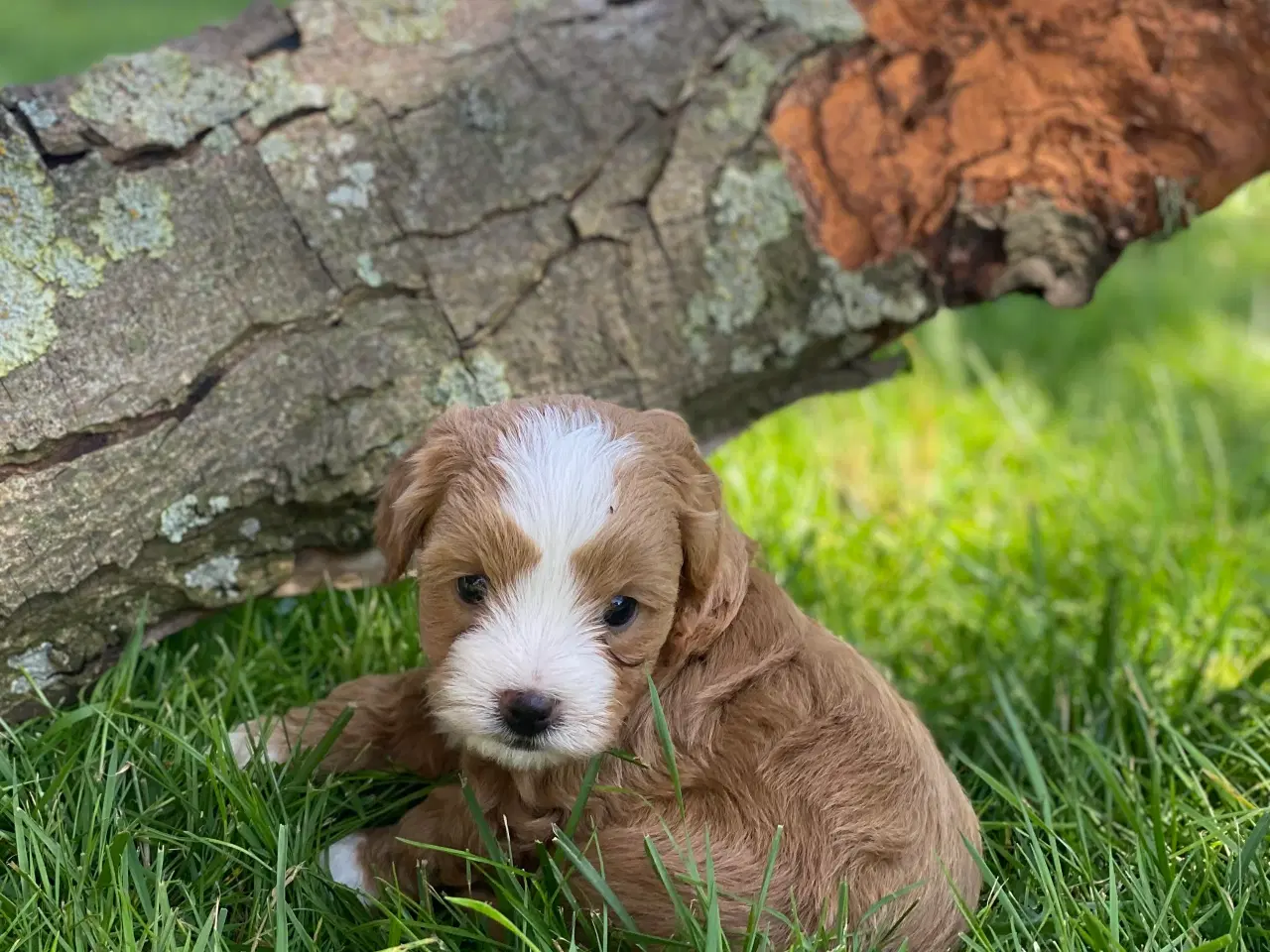 Billede 2 - Maltipoo / cotonpoo hvalpe