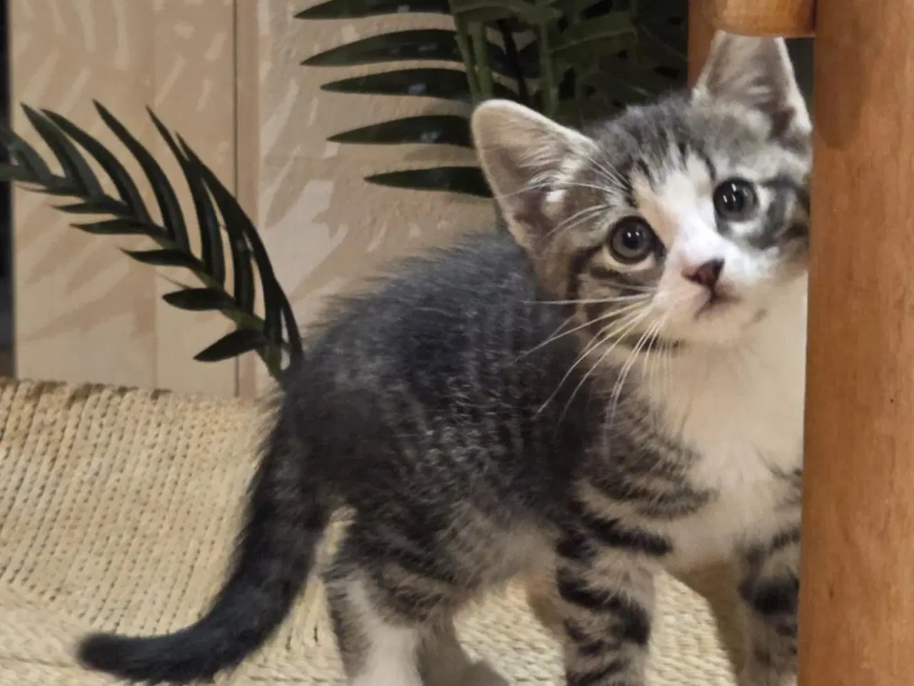 Billede 2 - De smukkeste mainecoon-blandinger 