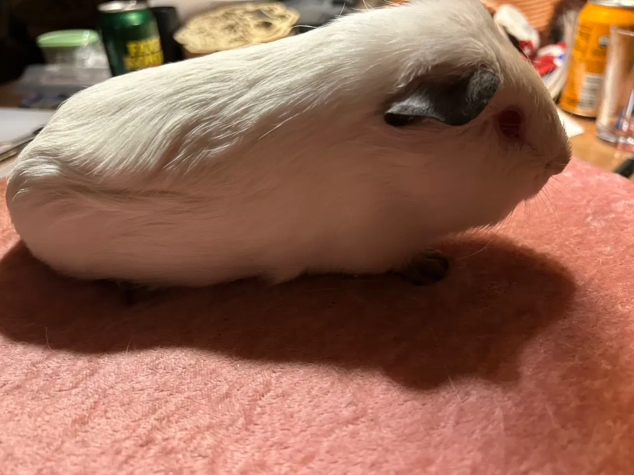 Billede 3 - Han marsvin med stamtavle