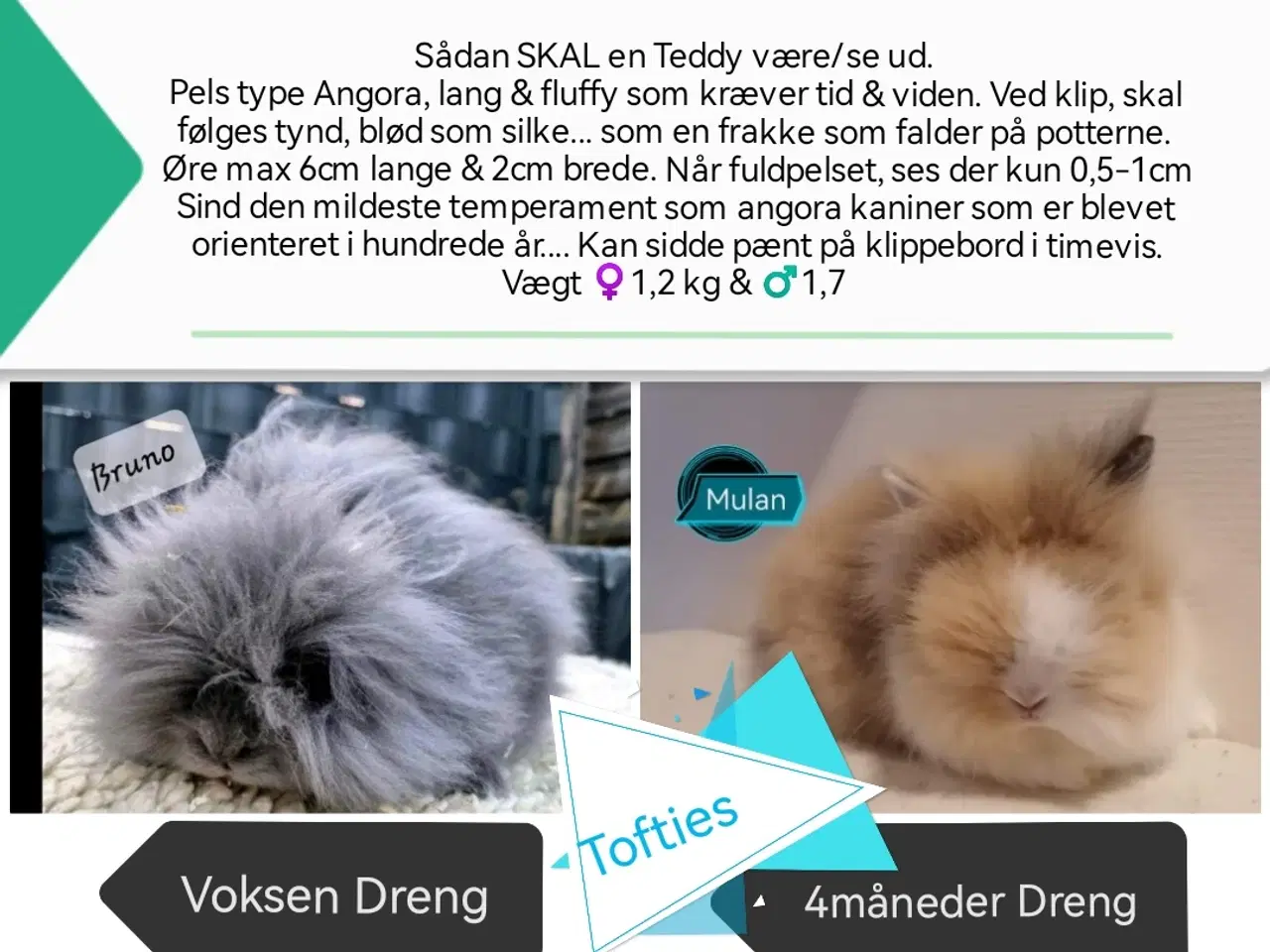 Billede 1 - Teddy (dværg angora kanin) ung dreng 