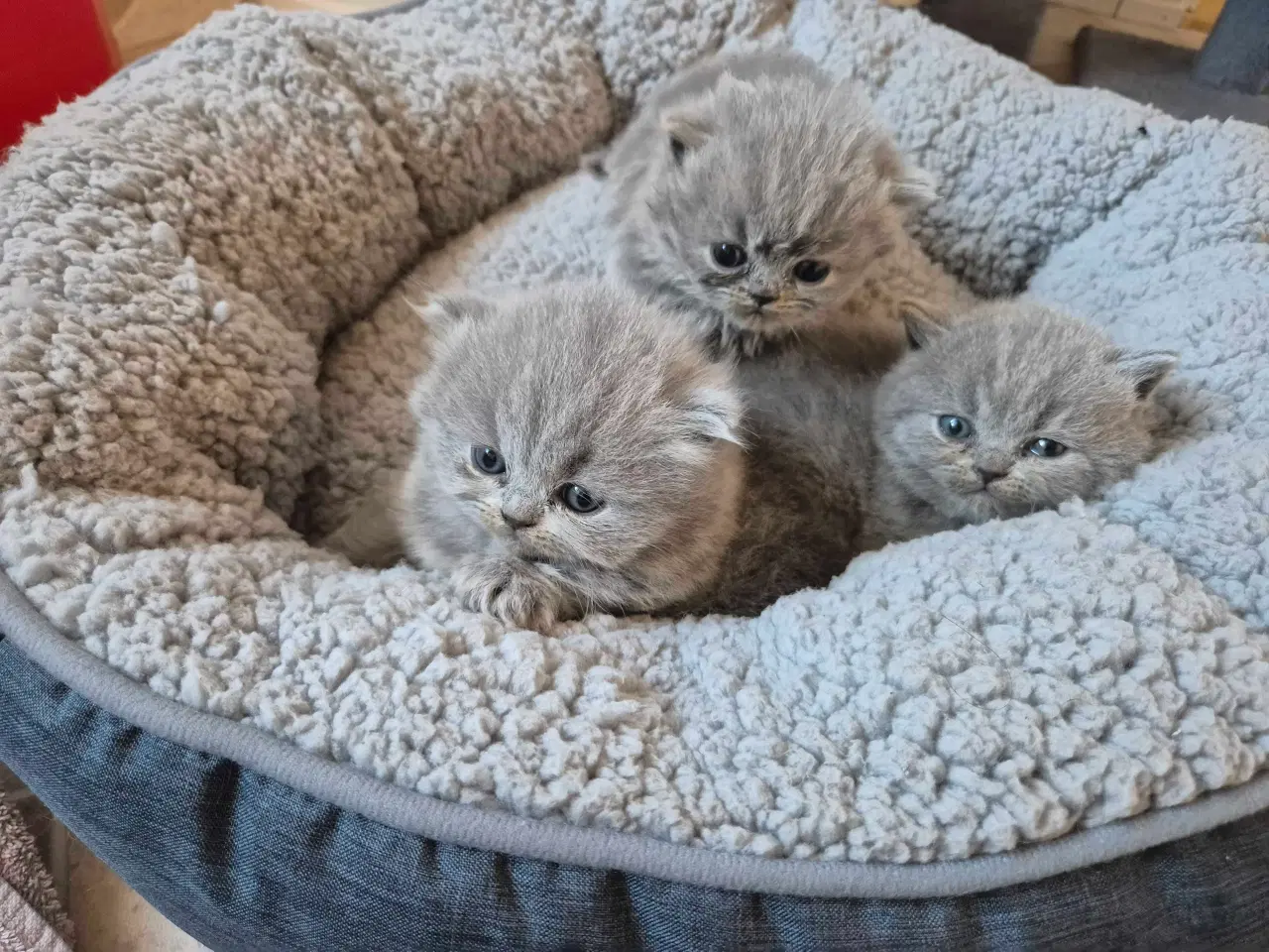 Billede 4 - 🐾 British Shorthair killinger 