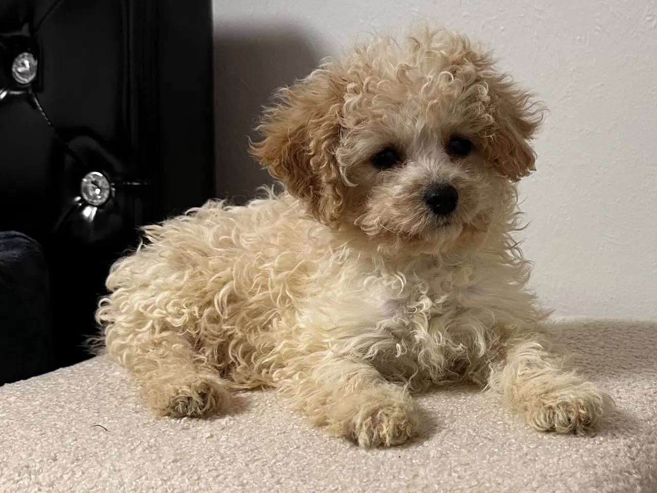 Billede 3 - Cavapoo F2B