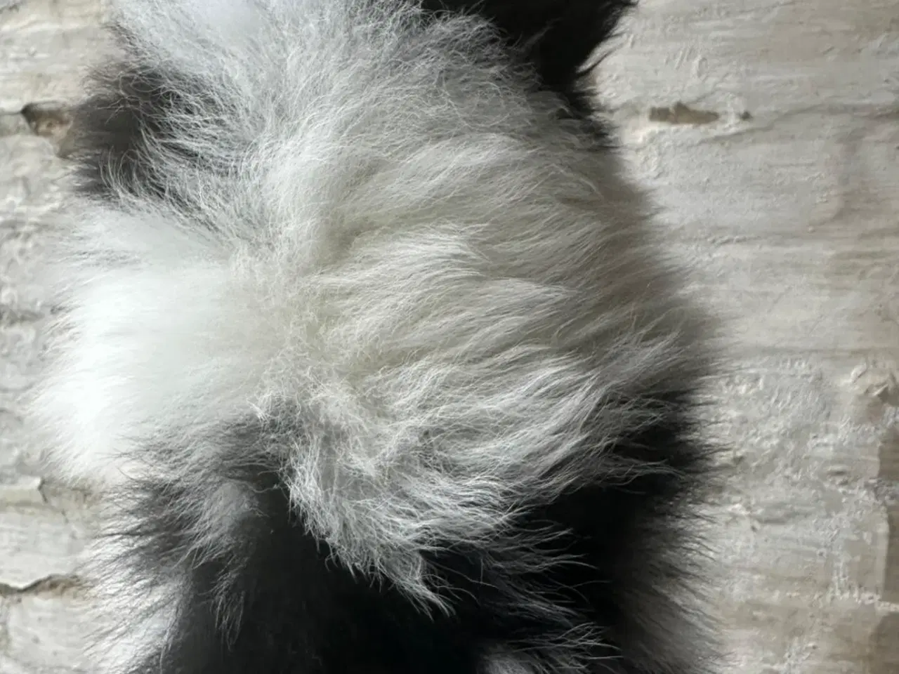 Billede 2 - Pomeranian Partycolor