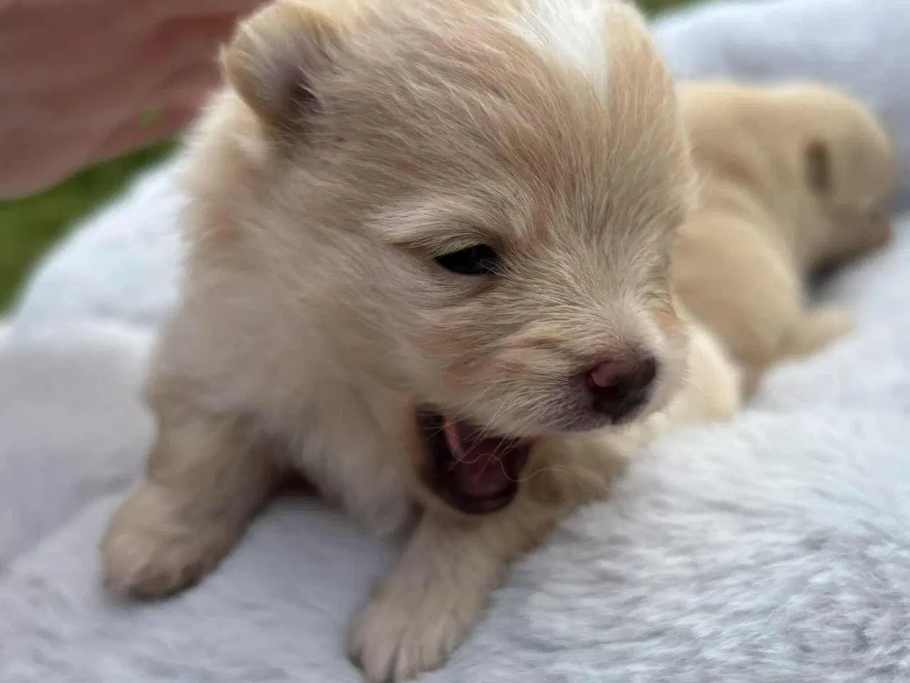Billede 1 - Skønne Pomeranian-hvalpe