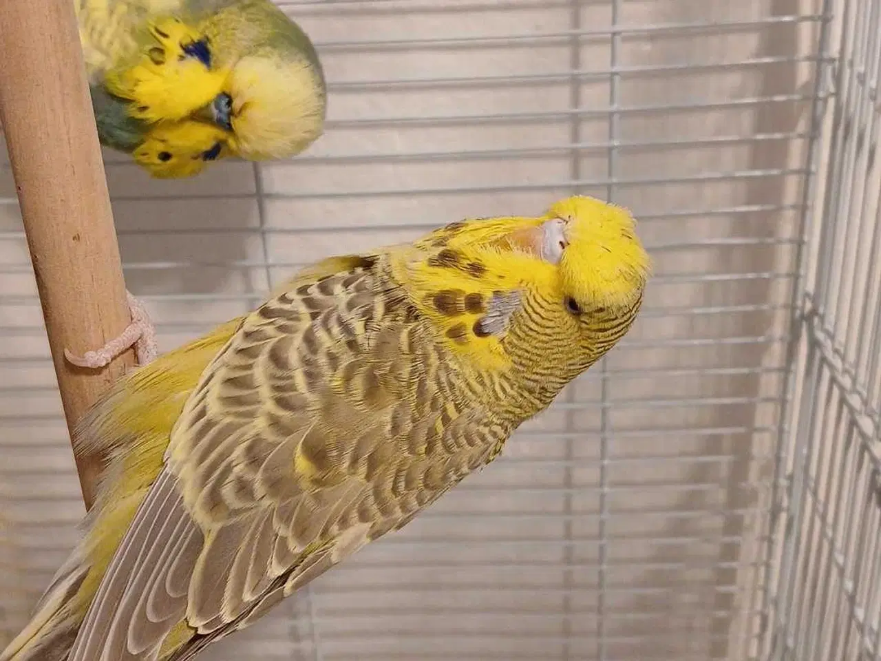 Billede 14 - Engelske undulater 