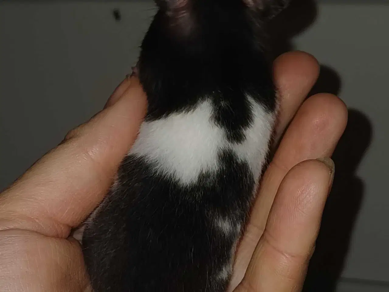 Billede 19 - Guldhamster unger 