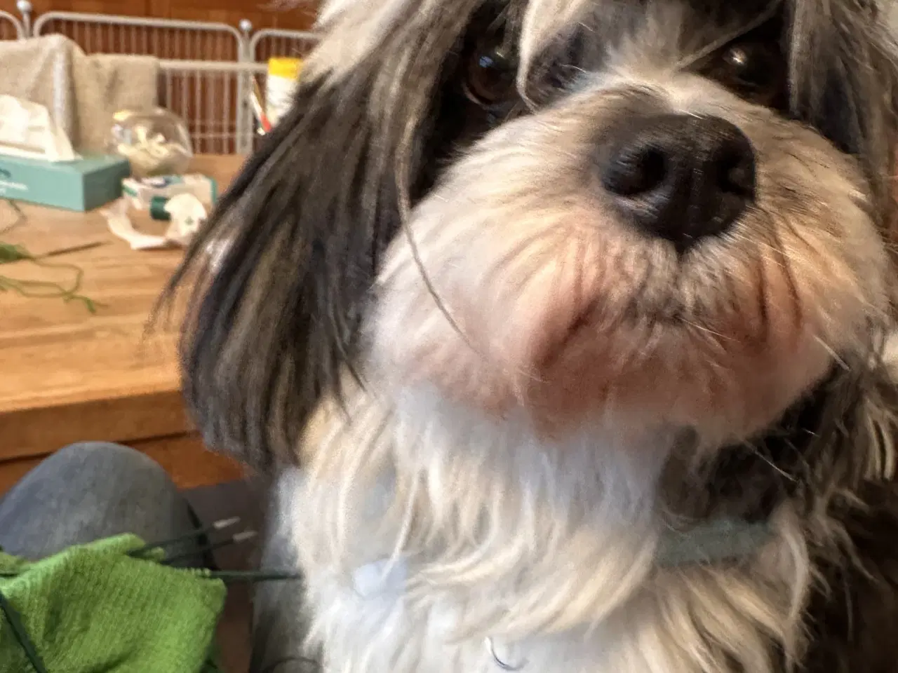 Billede 6 - Havapoo hvalpe. 