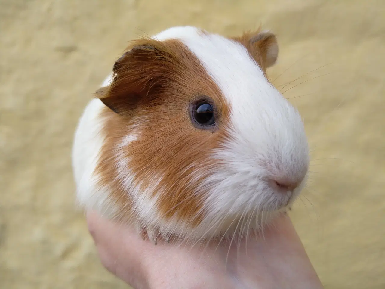 Billede 3 - 2 søstre, glathårede 