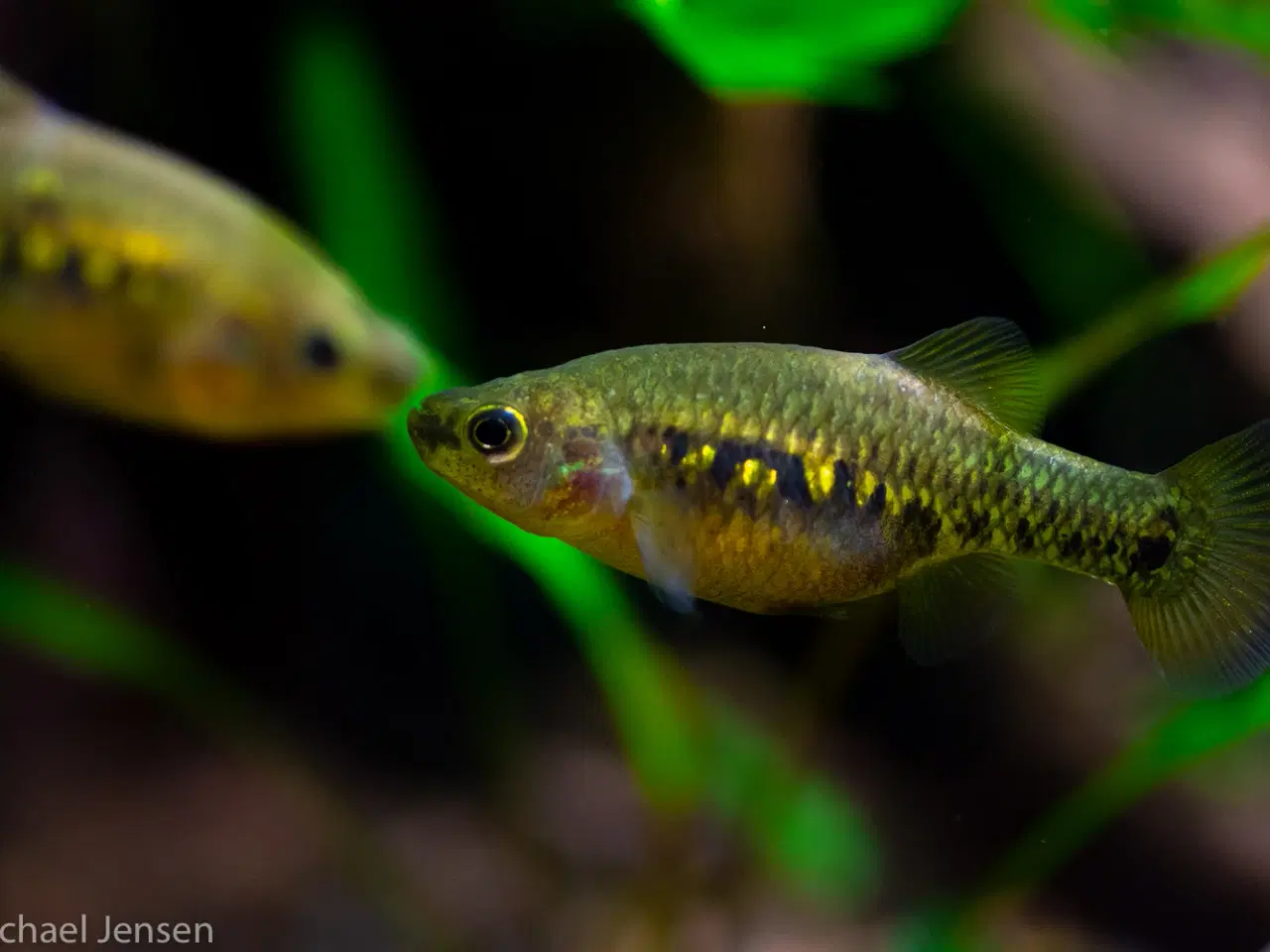 Billede 2 - Tequila Splitfin - Unger, 1,5-2,5 cm