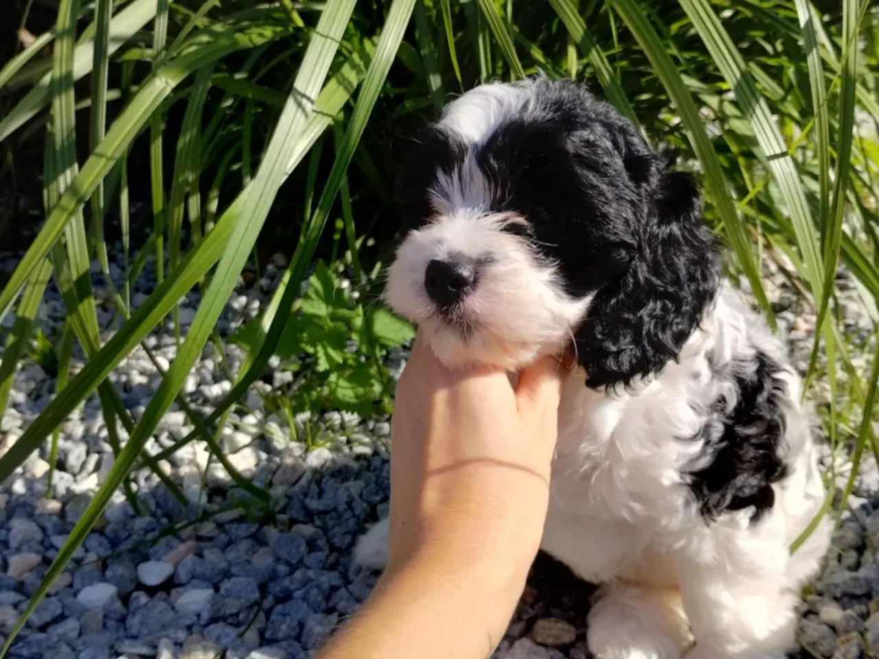 Billede 1 - Søde cavapoo hvalpe