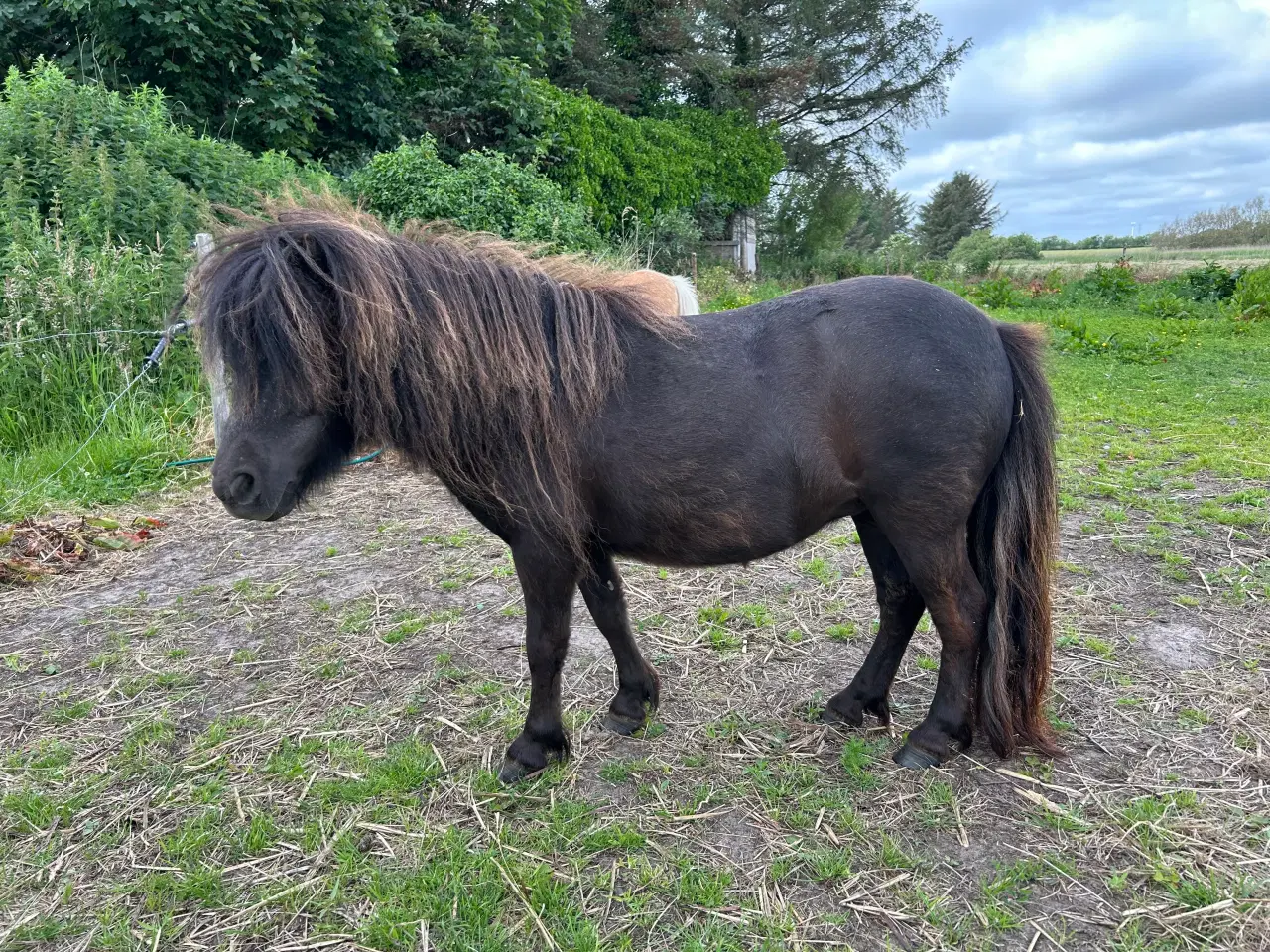 Billede 5 - Mini shetlænder hoppe med rødt pas 