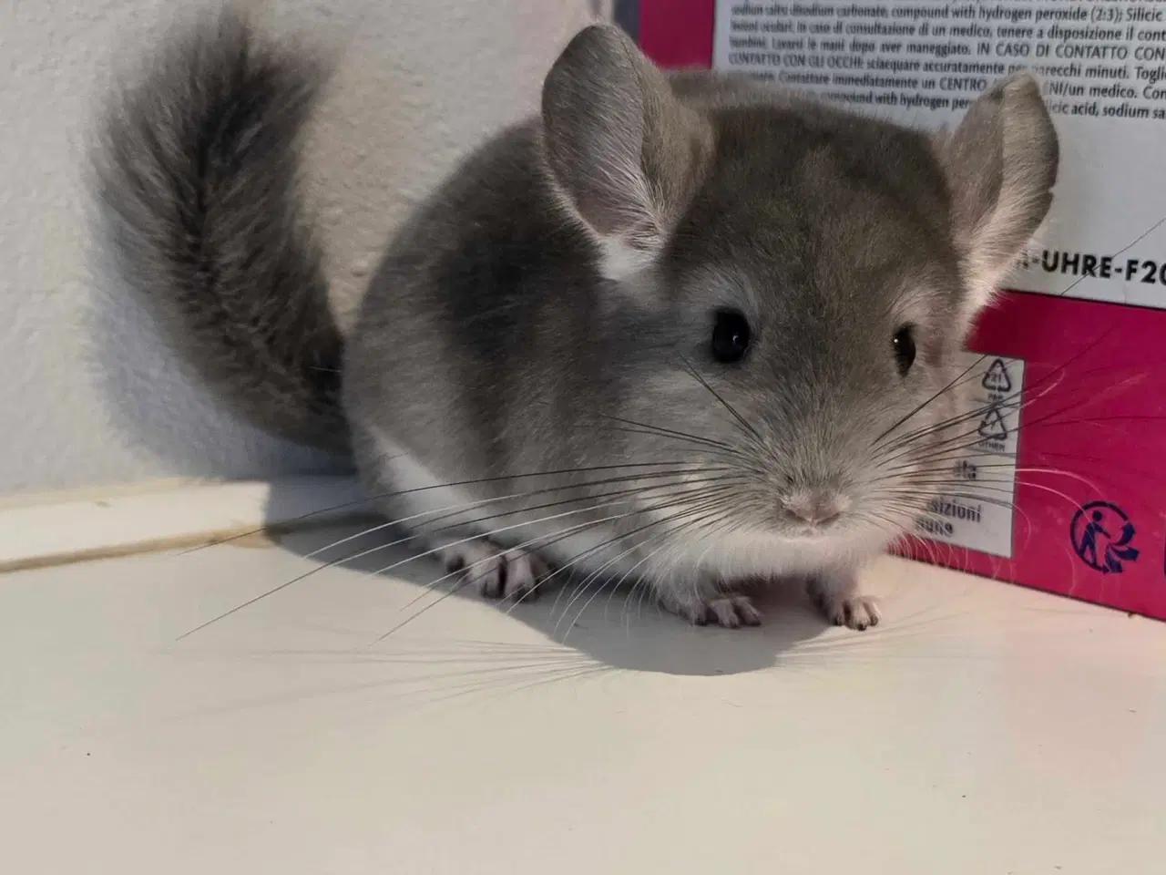 Billede 5 - Chinchilla unge