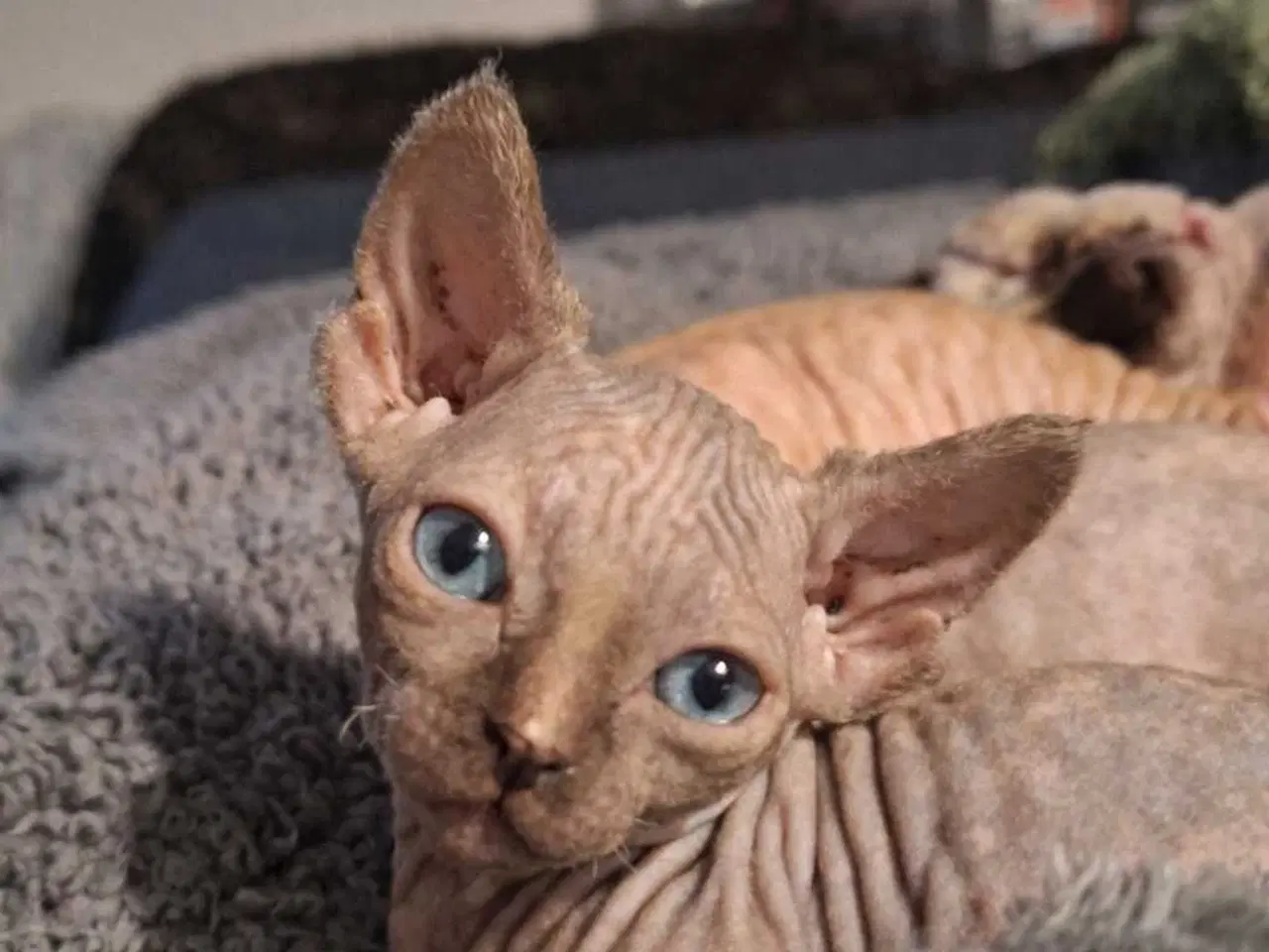 Billede 6 - Dwelf, Sphynx