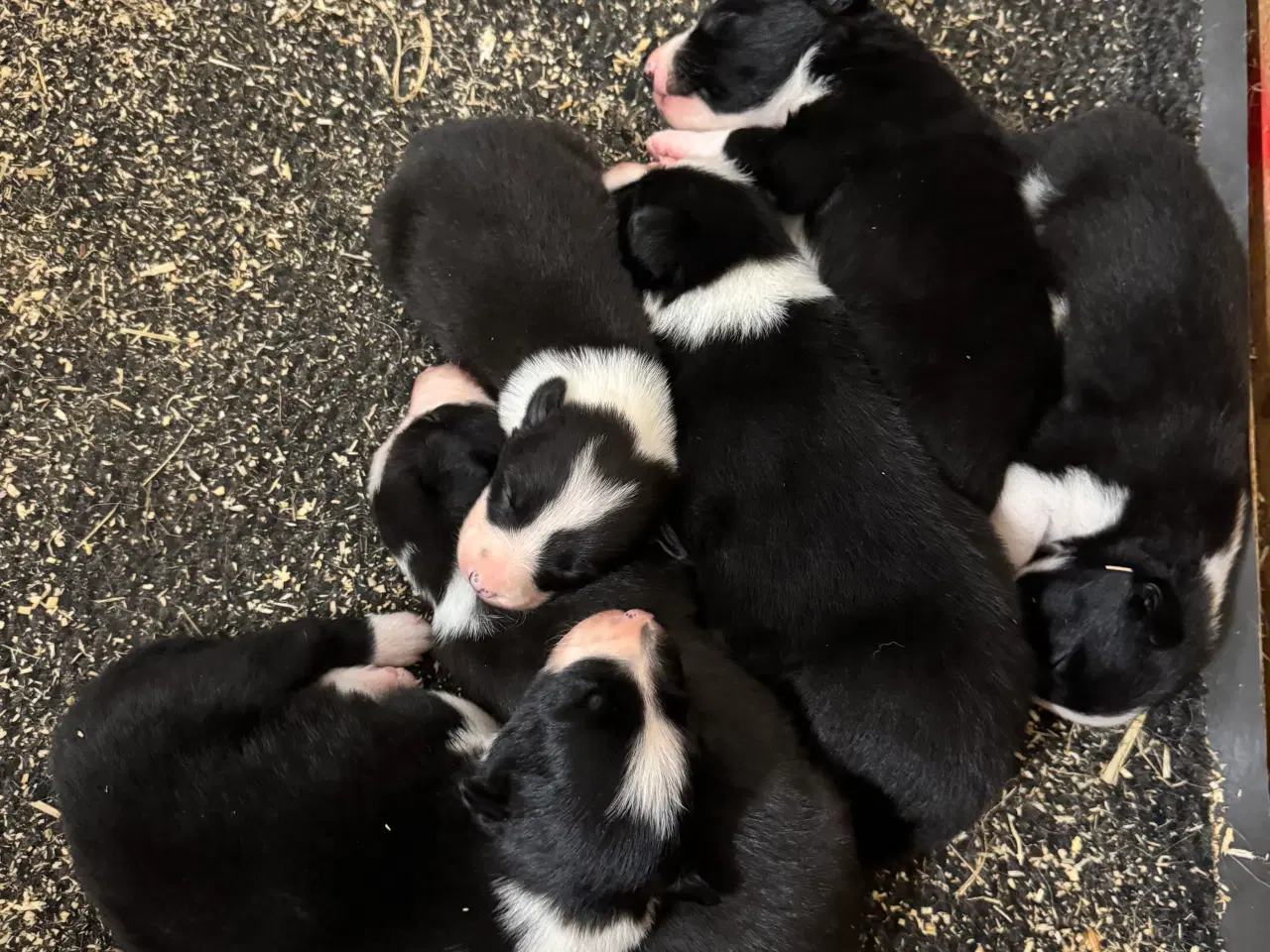 Billede 12 - Border Collie hvalpe